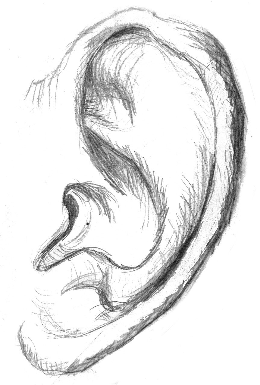 ear, sketch, drawing